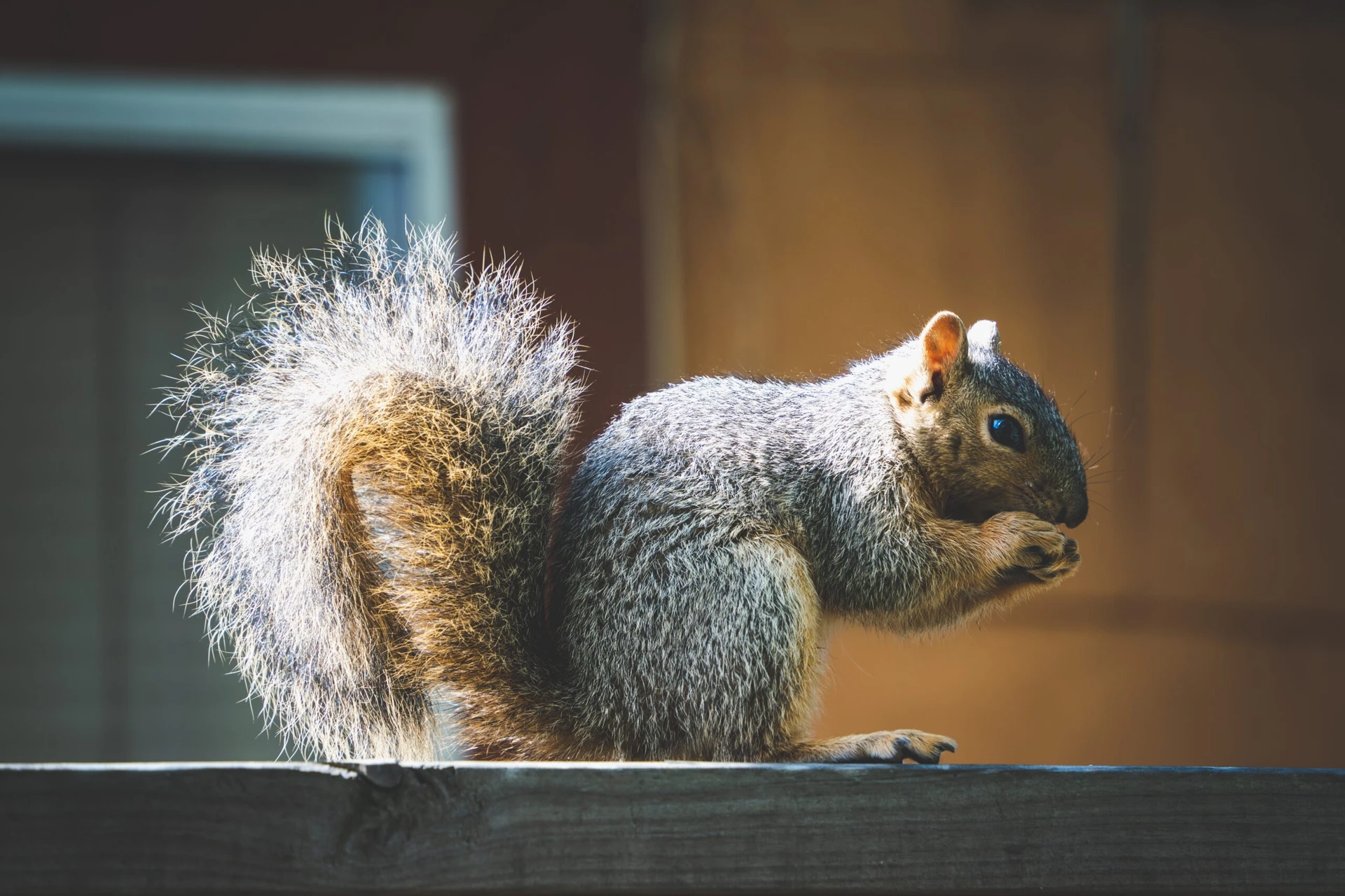 Squirrels Chewing Electrical Wires